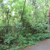 Overton Park - Old Forest State Natural Area