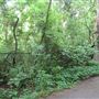 Overton Park - Old Forest State Natural Area