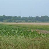 Corn Fields/Agricenter