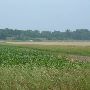 Corn Fields/Agricenter