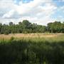 Field on Amherst Road