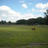 Cordova Horse Farm