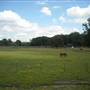 Cordova Horse Farm