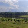 Delta Blues Winery
