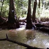 Wolf River