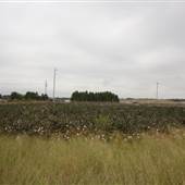 Shelby Farms Cotton Field
