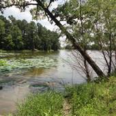 Shelby Farms