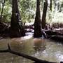 Wolf River